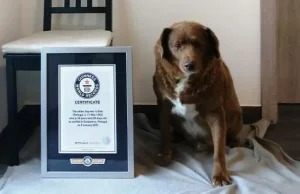 Pies po śmierci pozbawiony tytułu najstarszego psa na świecie
