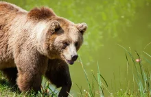 Japonia zaostrza środki bezpieczeństwa po atakach niedźwiedzi