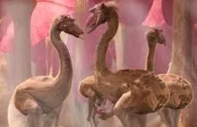 Naukowcy powinni szukać kosmitów pod pomarańczowymi karłami