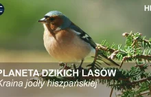 Kraina jodły hiszpańskiej