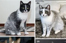 W wyniku mutacji genetycznej w Finlandii pojawiły się koty o nowym umaszczeniu