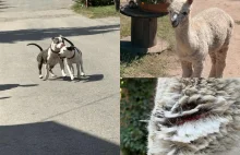 Agresywne amstaffy pogryzły alpakę w Rybniku