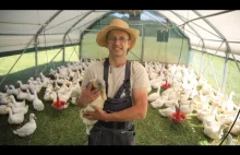 Hodowla kurczaków z mobilnymi kurnikami