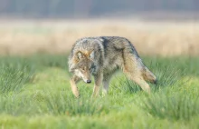 Francja. 37-letnia biegaczka po ataku wilków w safari pod Paryżem walczy o życie