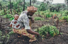 Powrót drzew. Afrykańscy rolnicy odrzucają porady rządów i agencji pomocowych.