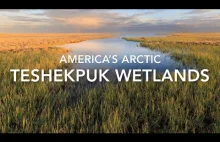 Ornitofauna ekosystemu jeziora Teshekpuk (największego w Arktycznej Alasce)