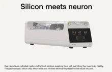 Biologiczny komputer żywe ludzkie neurony na układach scalonych!