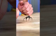 Sterowanie nieżywym pająkiem dzięki strzykawce