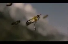 Samiec pszczoły umiera po wytrysku podczas krycia w locie z królową.