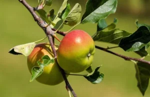 Polski rynek zalewa koncentrat jabłkowy z Ukrainy, to dobije polskich sadowników