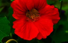 Nasturcja Większa - Tropaeolum Majus / Fotografujemy Przyrodę
