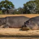 Namibia odstrzeli 700 dzikich zwierząt by nakarmić głodującą ludność