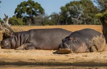 Namibia odstrzeli 700 dzikich zwierząt by nakarmić głodującą ludność