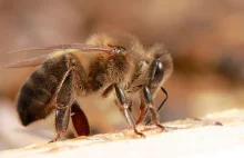 Entomologia i etymologia: Pszczoła
