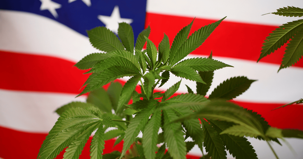 Konsumenci sceptyczni wobec działań Trumpa w sprawie konopi