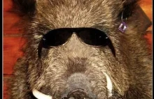 Sędzia Polskiego Związku Strzelectwa Sportowego postrzelił