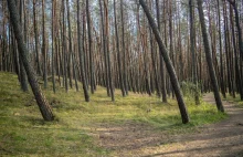 Pół miliona za pracę, której nie wykonywał - poseł z 6 zarzutami