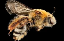 Fascynujący świat dzikich zapylaczy - ćmy jukki i pszczoły dyniowate wschodnie