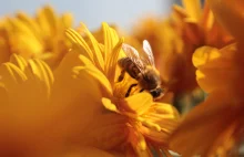O czym marzy i myśli pszczoła? Próba zgłębienia jej zmysłów