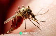 Odkryto nietypową bakterię. Zabija komary ze 100%