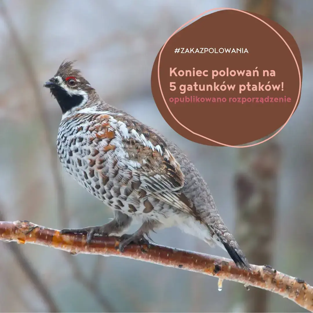 Koniec polowań na pięć gatunków ptaków!