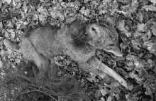 Puszcza Białowieska. 2 martwe wilki z ranami postrzałowym. To gatunek chroniony