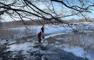 Konie utopiły się w jeziorze. Zwierzęta zostały spłoszone przez wilki