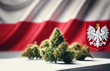 Co dalej z dekryminalizacją marihuany w Polsce? Sprawa trafi do dalszych prac