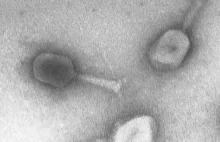 Czy bakteriofagi mogą zastąpić antybiotyki?