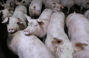 Ubój świń we wsi Ujazd wstrzymany! Interweniował minister Kołodziejczak