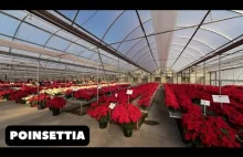 The Fascinating Truth About Poinsettias: Myths and Facts Unveiled!