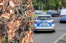 Kraków. Wycinka drzew i martwe jeże. Na miejscu pojawiła się policja