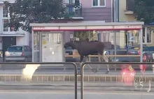 Warszawa. Łoś widziany na przystanku tramwajowym na Grochowie