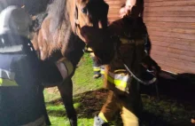 Strażacy ratowali konia, który wpadł do szamba
