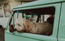 O psie, który jeździł autobusem w odwiedziny do "babci"