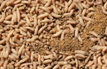 Rządowa agencja dofinansuje badania nad uprawą jadalnych robaków - rp.pl