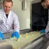 Polscy naukowcy opracowali innowacyjną linię do obierania cebuli