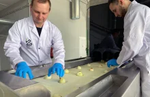 Polscy naukowcy opracowali innowacyjną linię do obierania cebuli
