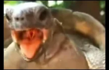 Zabawa żółwi (Oglądaj z dźwiękiem)