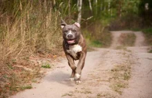 Spuścił amstaffy i canne corso ze smyczy. Wydał komendę: atakuj!