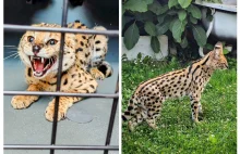 Egzotyczny drapieżnik uciekł jednemu z mieszkańców w Tychach