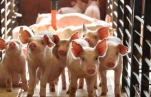 Zaleje nas tania wieprzowina z Ukrainy? Ambitne plany ukraińskich producentów