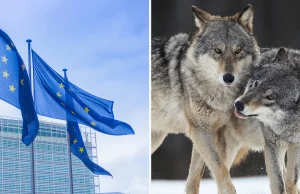 Wilki do odstrzału? Komisja Europejska proponuje zmniejszenie ich ochrony