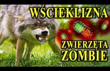 WŚCIEKLIZNA - Człowieka Zamienia w Psa, a Zwierzę w Zombie