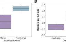 Po co sowom "uszy", skoro są pozorne