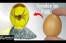 Pająk w jajku
