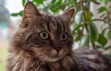 Były min. zdrowia UK: w pierwszych dniach pandemii rząd rozważał wybicie kotów