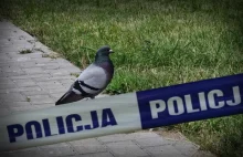 Zabójstwo gołębia w Kołobrzegu. Policja zabezpieczyła narzędzie zbrodni: kij.