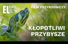 KŁOPOTLIWI PRZYBYSZE w przyrodzie