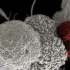 Nowe odkrycia w walce z przerzutami nowotworów. Oliwa jednak nie zdrowa